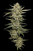 OG Triploid Auto Feminized Seeds