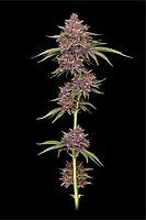 Purpz Feminized Seeds