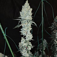 Lemon Cherry Pie R1 Feminized Seeds