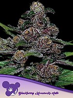 Blackberry Moonrocks Auto Feminized Seeds