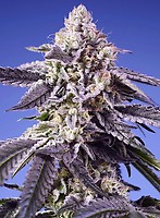 Permanent Jealousy XL Auto Feminized Seeds