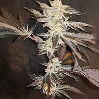 33rd Degree Feminized Seeds