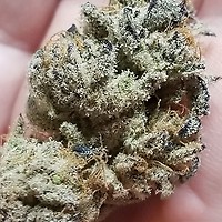 Banana Cake Feminized Seeds