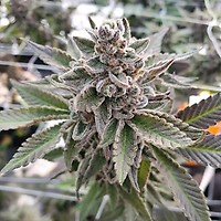 Platinum Garlic Feminized Seeds