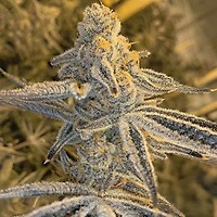 Platinum Jelly Feminized Seeds