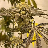 Platinumz Feminized Seeds