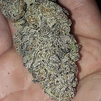 Zurple Punch BX Feminized Seeds