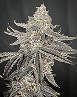 Yacht Party Feminized Seeds