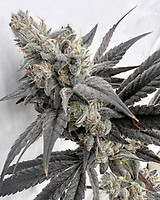 Mega Mind Feminized Seeds