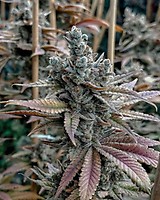 Lemon Elixir Feminized Seeds