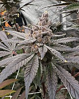 Gasserole Feminized Seeds