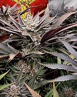 FX3 Feminized Seeds
