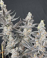 Diamond Daggers Feminized Seeds
