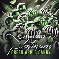 Platinum Green Apple Candy Feminized Seeds
