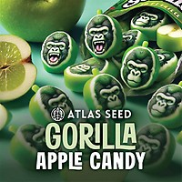 Gorilla Apple Candy Feminized Seeds