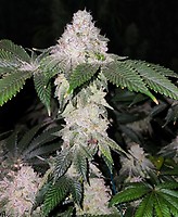 Wrank S1 Feminized Seeds
