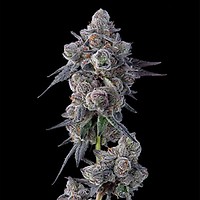 Mellowz Feminized Seeds