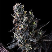 Giggin' Grapes Feminized Seeds