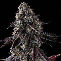 Fruit Riot Feminized Seeds
