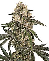 Sunset Peach Feminized Seeds