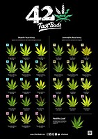Fast Buds - Feeding Poster - 1 Unit