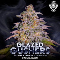 Glazed Gushers Feminized Seeds