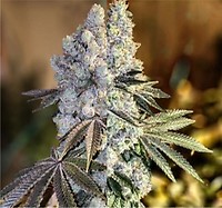 Gen 1 Duet Mix Pack Fast Feminized Seeds