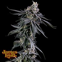 Zuckerbombe Feminized Seeds