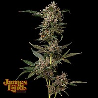 Petrol Pop Feminized Seeds