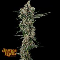 Loud Dream Candy Feminized Seeds