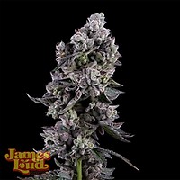 Havana Bandana Regular Seeds