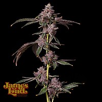 Foam Party Feminized Seeds