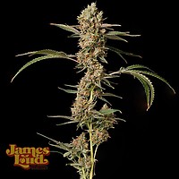 Banana Punch OG Auto Feminized Seeds