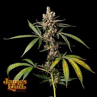 Apples & Banana Z Regular Seeds