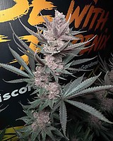 The Pulp Father Feminized Seeds