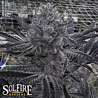 Butter Balm Feminized Seeds