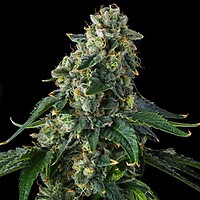 Presidential Pardon Feminized Seeds