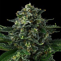 Philbo Baggins Feminized Seeds