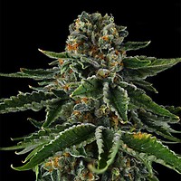 Mr Jones Feminized Seeds