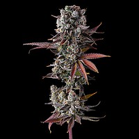 Hawaiian Sunkist Feminized Seeds