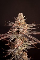 Boardwalk Bubba Feminized Seeds