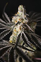 Funky Fuego Feminized Seeds
