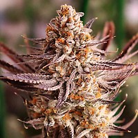 Grape Amethyst Feminized Seeds