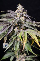 Medianoche Feminized Seeds