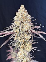 Purple Magnolia Feminized Seeds