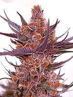 Spanish Moon S1 Feminized Seeds