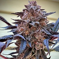 Slush Mint Cake Feminized Seeds