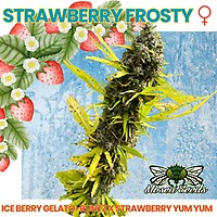 Strawberry Frosty Feminized Seeds