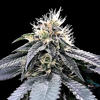 Green Crack Feminized Seeds
