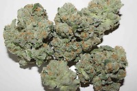 ZaZa Skunk Feminized Seeds